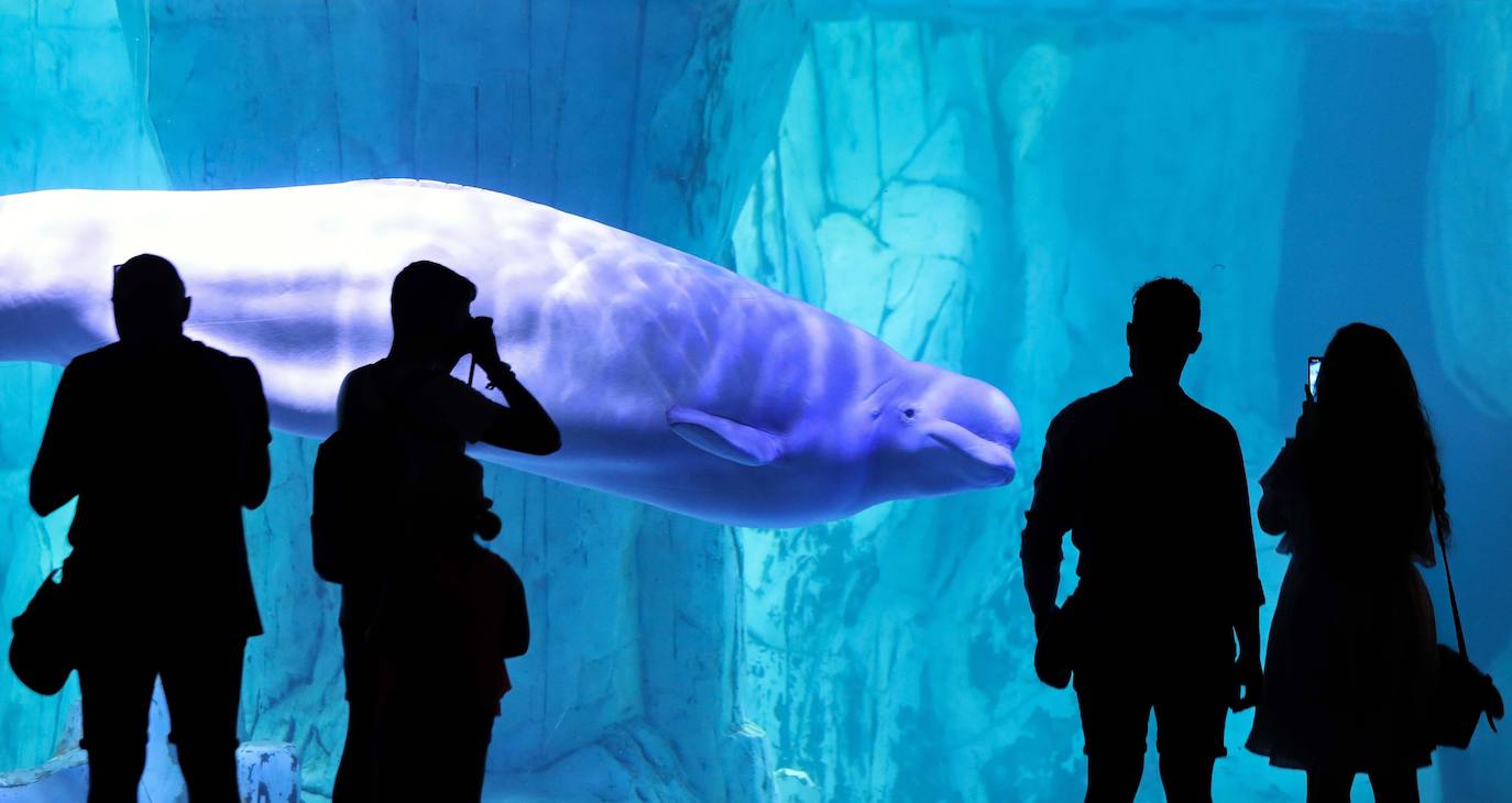 El Oceanogràfic de Valencia ha reabierto este miércoles al público después de estar 110 días cerrado por la pandemia del coronavirus. Desde el parque han explicado que se han tomado todas las medidas higiénico sanitarias para garantizar una visita segura. El parque dispone de 80.000 metros cuadrados de superficie y en espacios abiertos y guardando la distancia, los visitantes pueden ir sin mascarilla, que es obligatoria en espacios cerrados. El Oceanogràfic mantendrá todas las actividades que realiza normalmente, y seguirá abierto el delfinario y el cine 4D, donde los grupos familiares se podrán sentar juntos pero distantes de los siguientes, aunque se suspenderán los espectáculos nocturnos. 