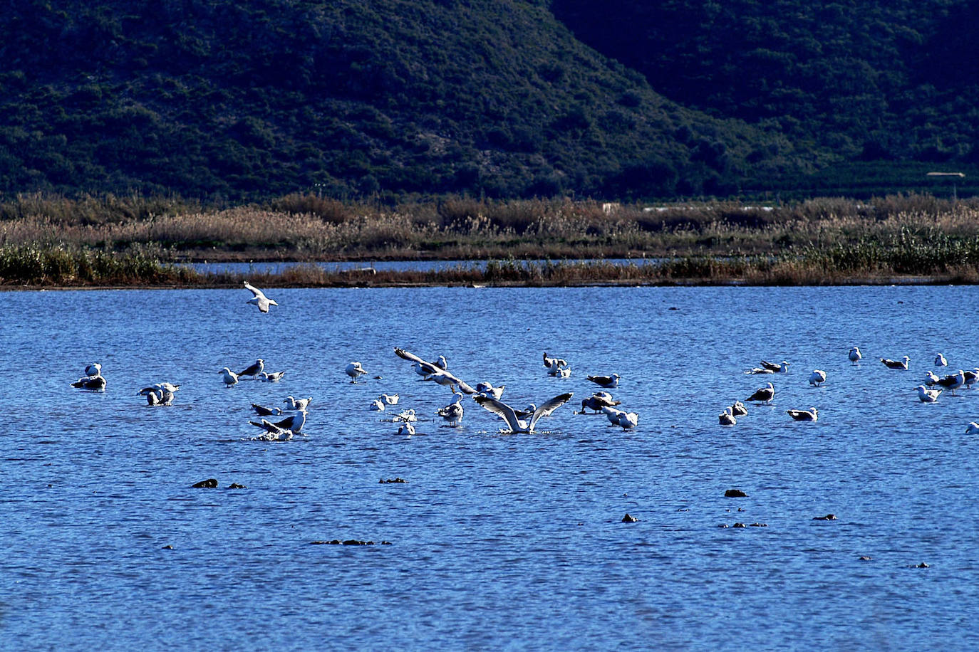 La Marjal de Pego y Oliva. Esta albufera se encuentra en el litoral situado entre las provincias de Valencia y Alicante y tiene una extensión de 1.290 hectáreas. Las condicinoes en las que se encuentra este ecosistema hacen de él un lugar idónea para diferentes especies de aves, que son una de las mayores riquezas de la marjal. 