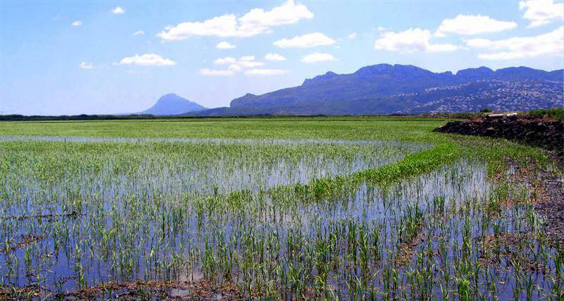 La Marjal de Pego y Oliva. Esta albufera se encuentra en el litoral situado entre las provincias de Valencia y Alicante y tiene una extensión de 1.290 hectáreas. Las condicinoes en las que se encuentra este ecosistema hacen de él un lugar idónea para diferentes especies de aves, que son una de las mayores riquezas de la marjal. 