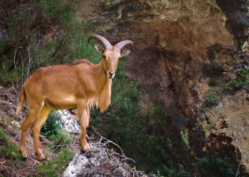 Sierra de Mariola. Este parque natural de casi 17.000 hectáreas alberga una gran diversidad faunística. Comprendido en el interior de las provincias de Alicante y Valencia, los visitantes pueden encontrar jabalíes, arruís o búhos reales. No obstante, el verdadero secreta de este paraje es que en él se encuentra la única población conocida de zorro rojo que presenta el pelaje completamente negro, fruto de una variación genética. ¿Tendrás la suerte de verlo?