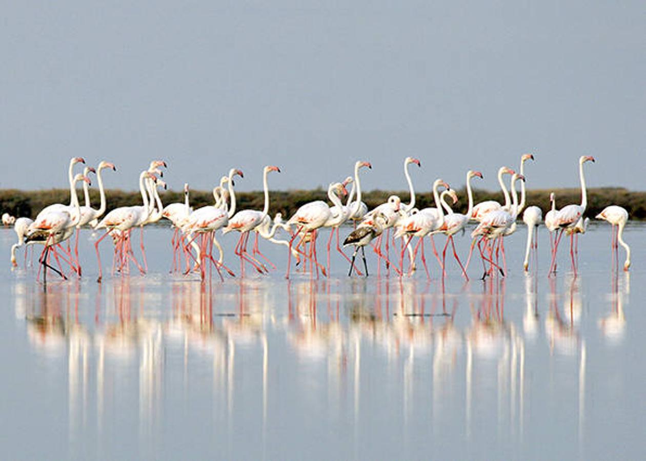 El Parque Natural de las Salinas de la Mata y Torrevieja. Conocida como la laguna rosa, este espacio deja una imagen de postal. Alberga cientos de especies de avifauna de gran valor como el flamenco rosado. En función de la época del año, se puede encontrar diferentes aves migratorias, invernantes y nidificantes que cumplen su ciclo biológico en este humedal, como el zampullín cuellinegro, el aguilucho cenizo o la cigüeñuela. 