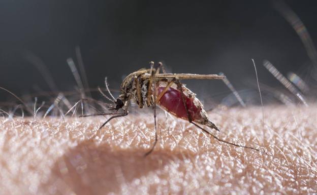 El mosquito tigre veranea en segundas residencias y piscinas hinchables