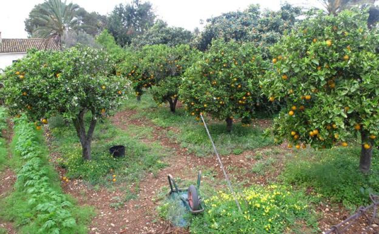 Campo de naranjos en Valencia