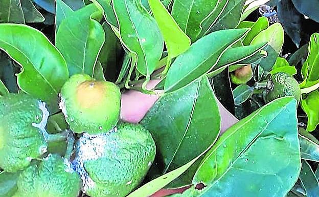 Un cítricos afectado por el 'cotonet'. 