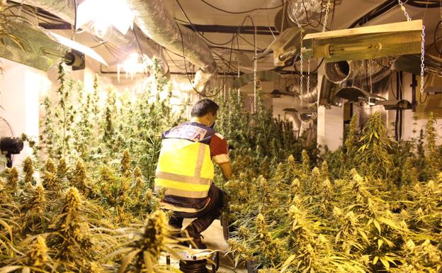 Desmantelan un sofisticado laboratorio de marihuana en Paterna y detienen a cinco personas