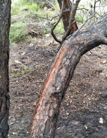 Imagen secundaria 2 - Un rayo provoca un incendio forestal en La Font de la Figuera que ya ha sido sofocado