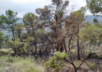 Imagen secundaria 1 - Un rayo provoca un incendio forestal en La Font de la Figuera que ya ha sido sofocado