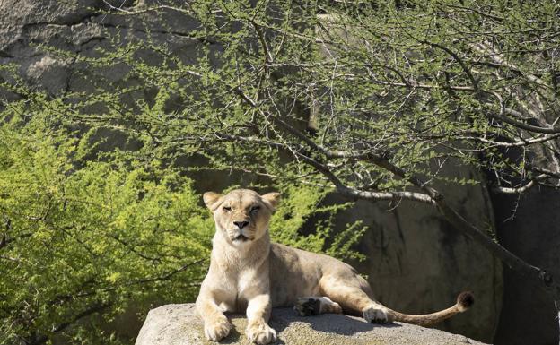 La promoción de reapertura y «Las Cenas en la Sabana» novedades de BIOPARC Valencia