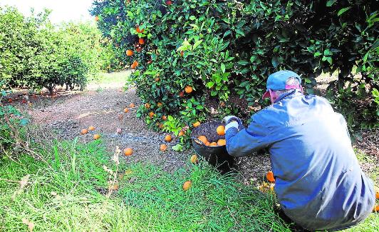 Un agricultor valenciano, en su campo de naranjas.