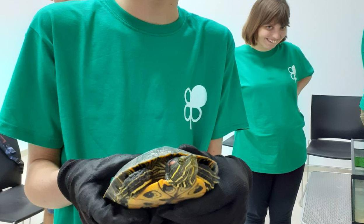 Quart pone en marcha una campaña para proteger la tortuga autóctona del río Turia