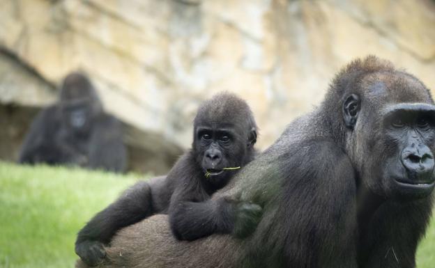 BIOPARC Valencia un verano lleno de atractivos para los valencianos