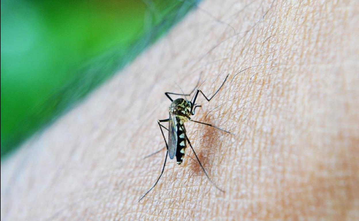 ¿Los mosquitos transmiten el coronavirus?