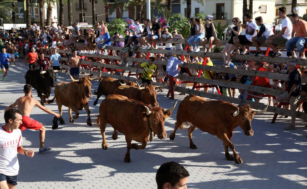 Toros corren por una calle de Dènia en una edición de 'bous al carrer'. 