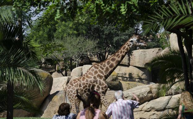 Este verano BIOPARC Valencia atractivo de día y de noche