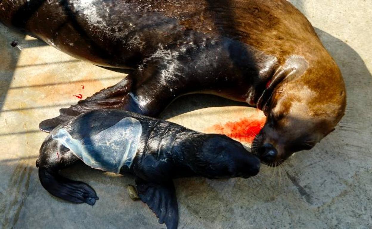 Nace un león marino en el Oceanogràfic de Valencia