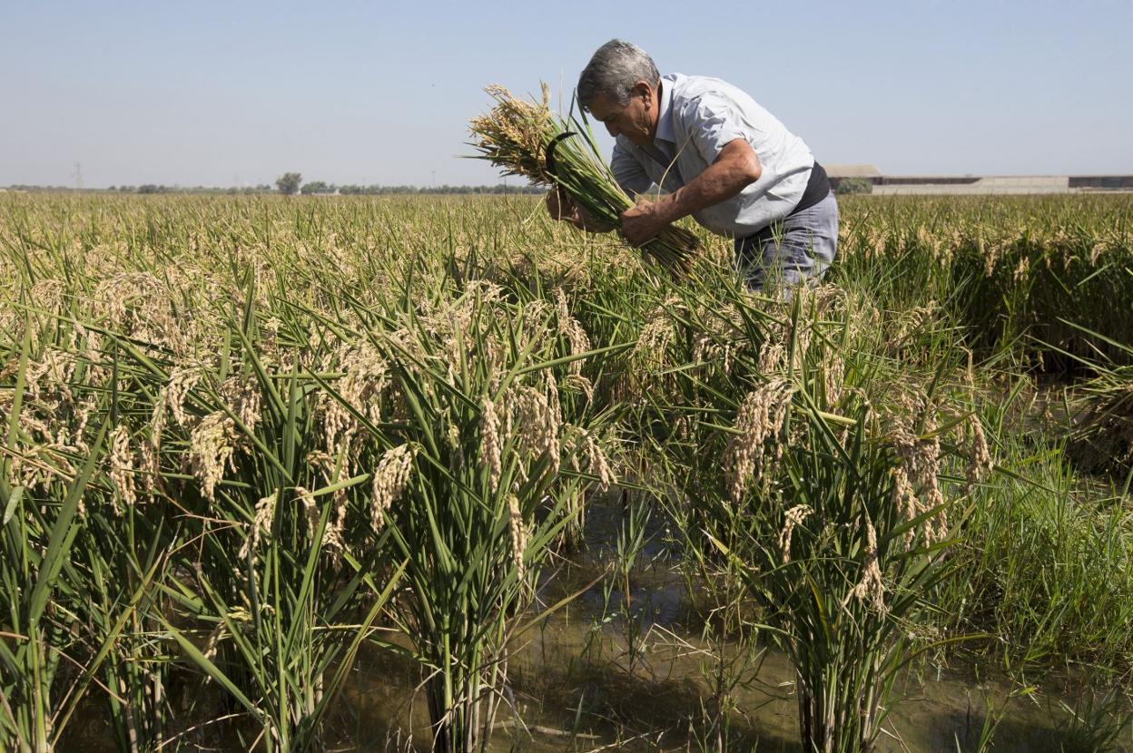 Un agricultor siega a la antigua usanza un campo de arroz. M. Molines