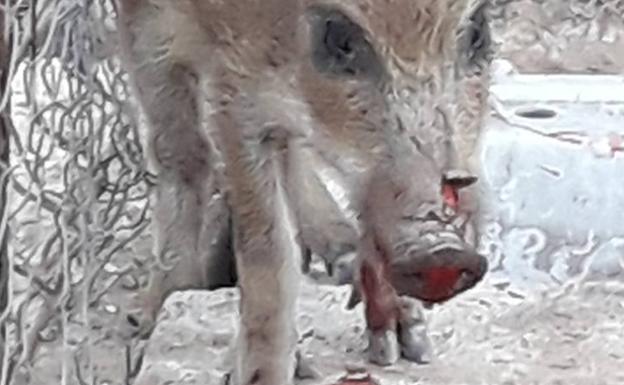 Incautado un jabalí, cazado de forma furtiva, que se quedó como mascota el propietario de una finca de Elche