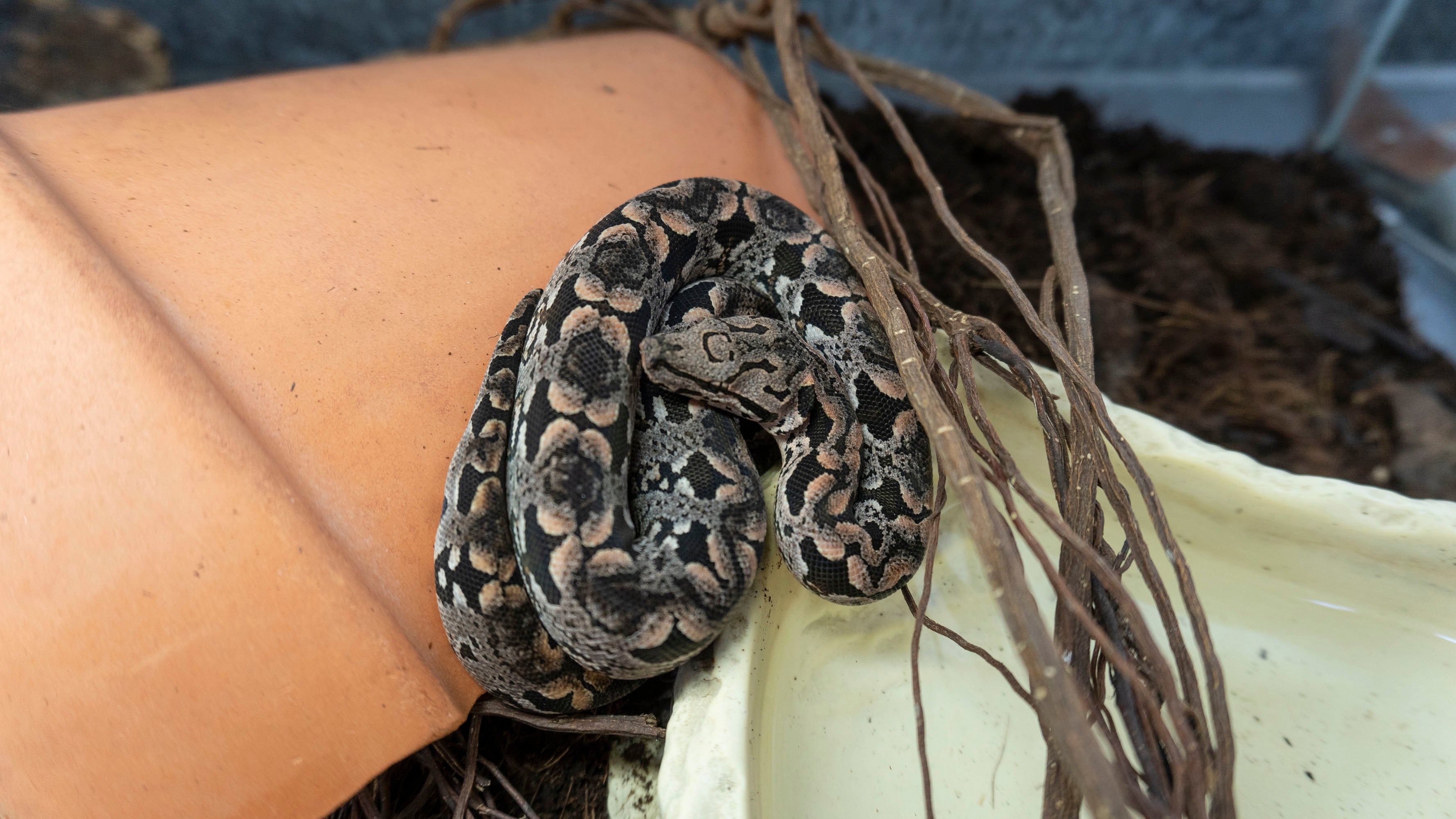 Imagen secundaria 1 - La boa de Madagascar se reproduce por primera vez en Bioparc