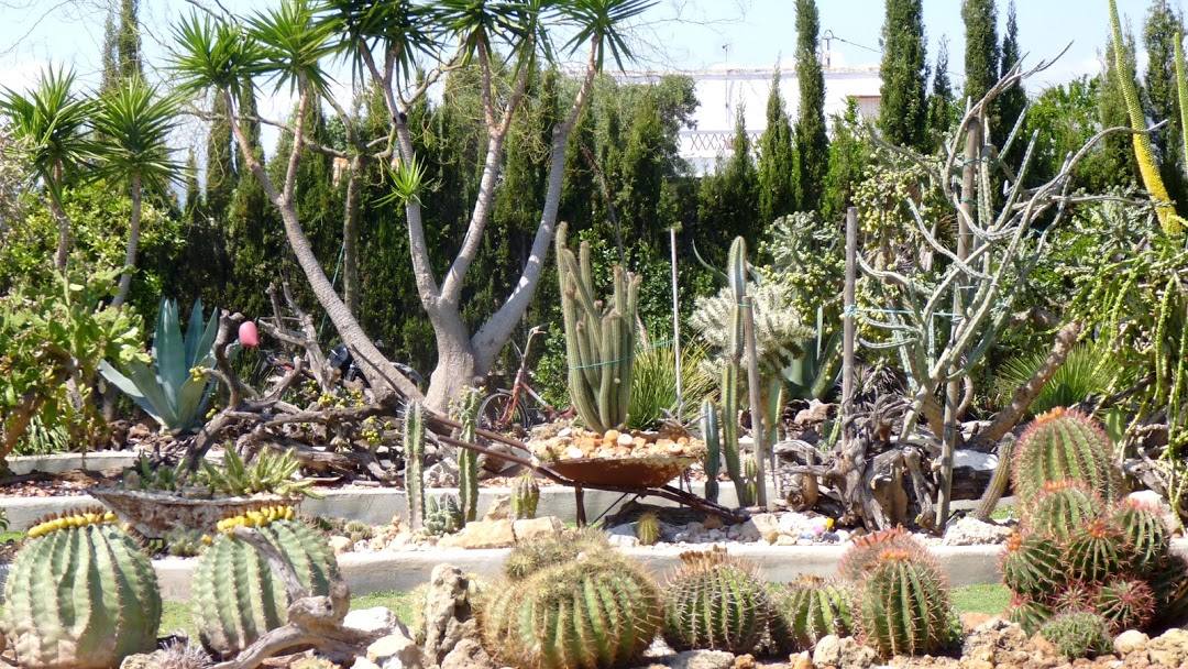 Cactus, crasas, frutales y fauna caracterizan este jardín. 