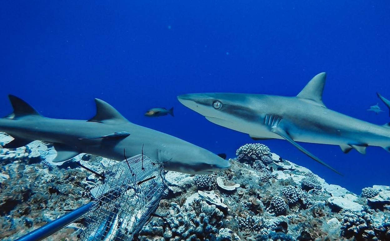 Tiburones nadando en la zona de la Polinesia francesa en el océano Pacífico. 