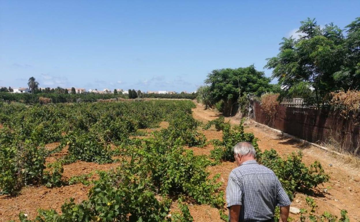 El viñedo de Francisco Ginestar, en Dénia, destrozado por la presencia de jabalíes y 'cerdolís' en la zona.