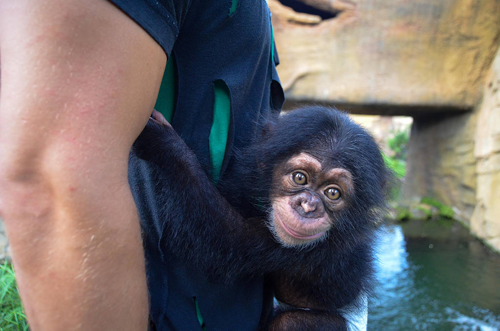 Final feliz para Djibril, el bebé chimpancé huérfano de Bioparc: consigue ser aceptado por su madre adoptiva y el grupo