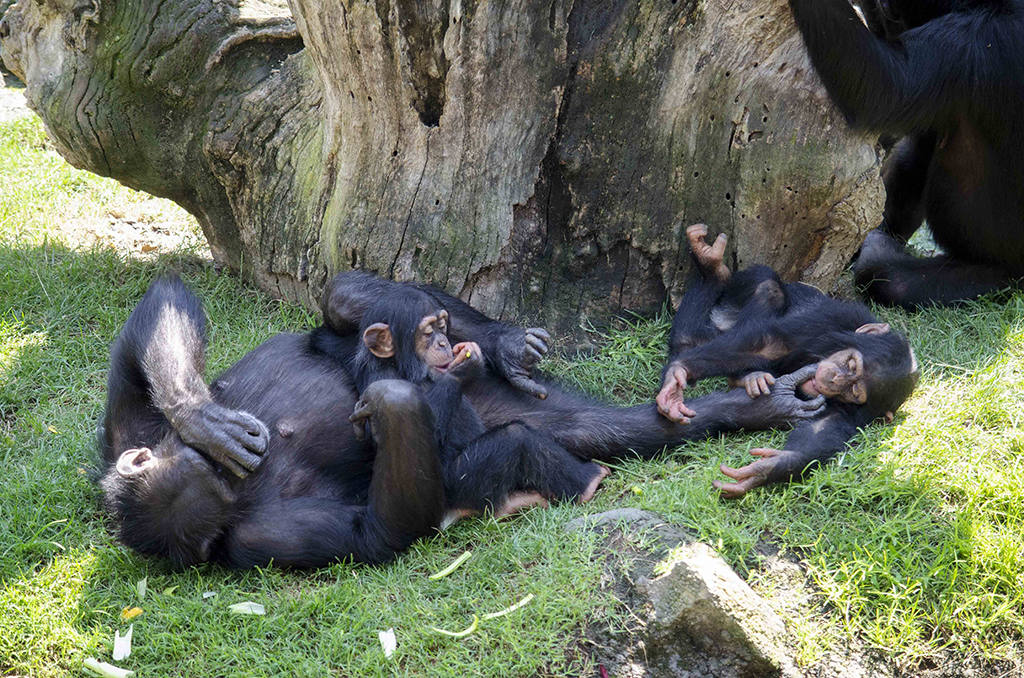 Final feliz para Djibril, el bebé chimpancé huérfano de Bioparc: consigue ser aceptado por su madre adoptiva y el grupo