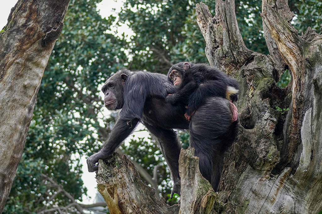 Final feliz para Djibril, el bebé chimpancé huérfano de Bioparc: consigue ser aceptado por su madre adoptiva y el grupo