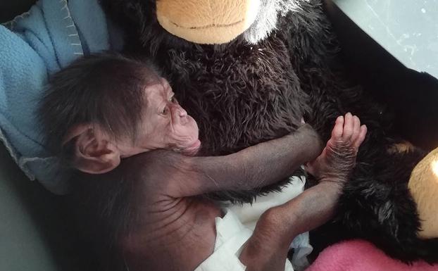 El bebé chimpancé huérfano de Bioparc consigue ser adoptado