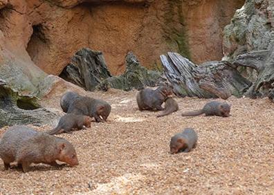 Imagen secundaria 1 - Un &#039;mono de la raya en el ojo&#039; y una camada de mangostas enanas, nuevos vecinos en Bioparc Valencia