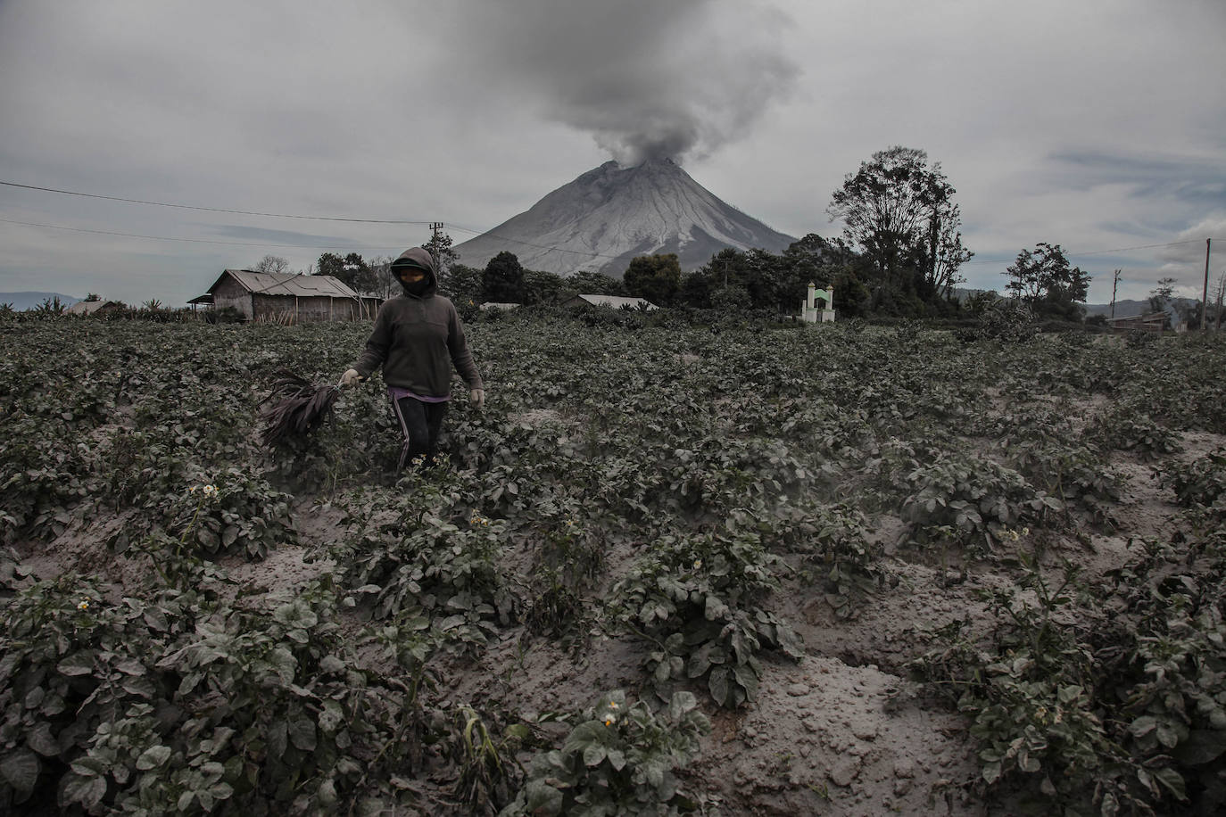 El volcán indonesio Sinabung ha entrado de nuevo en erupción este jueves, con una serie de explosiones que lanzaron columnas de cenizas de hasta dos kilómetros de altura, lo que provocó una alerta aérea y temores de ríos de lava. Se trata de la octava erupción en menos de una semana de este volcán ubicado en la isla de Sumatra, pero por el momento no se han reportado víctimas ni daños mayores. Su última erupción mortífera fue en 2016. El volcán se reactivó en 2010 tras 400 años dormido. Una nueva erupción se produjo en 2013 y desde entonces está muy activo. 