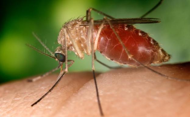 El virus suele transmitirse entre mosquitos y aves.