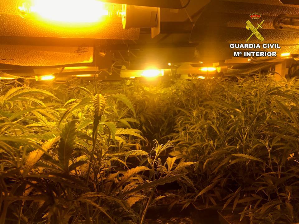 Imagen secundaria 1 - Imágenes de la instalación de cultivo indoor.