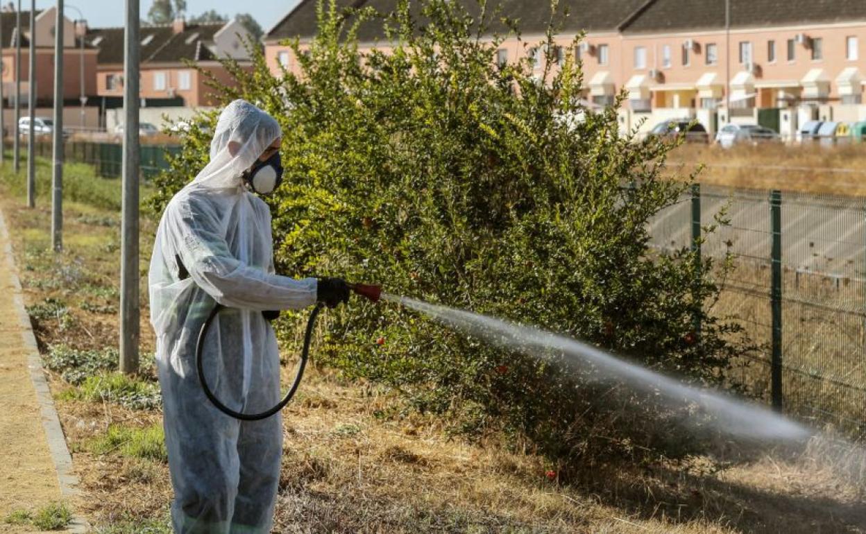 Fumigación en Coria del Río ante el avance del virus del Nilo.