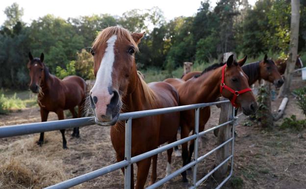 Crece el misterio sobre los caballos mutilados en Francia