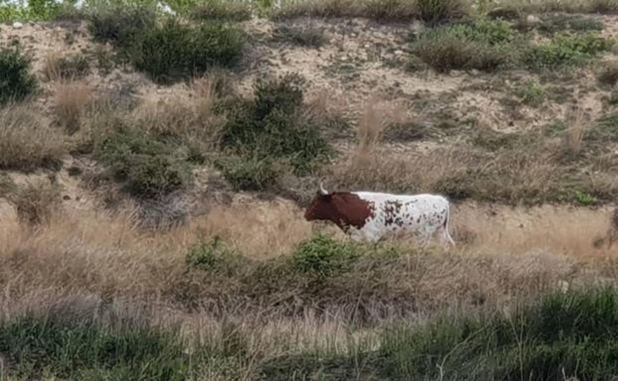 Hace un año ya se escapó una vaca en la zona. 