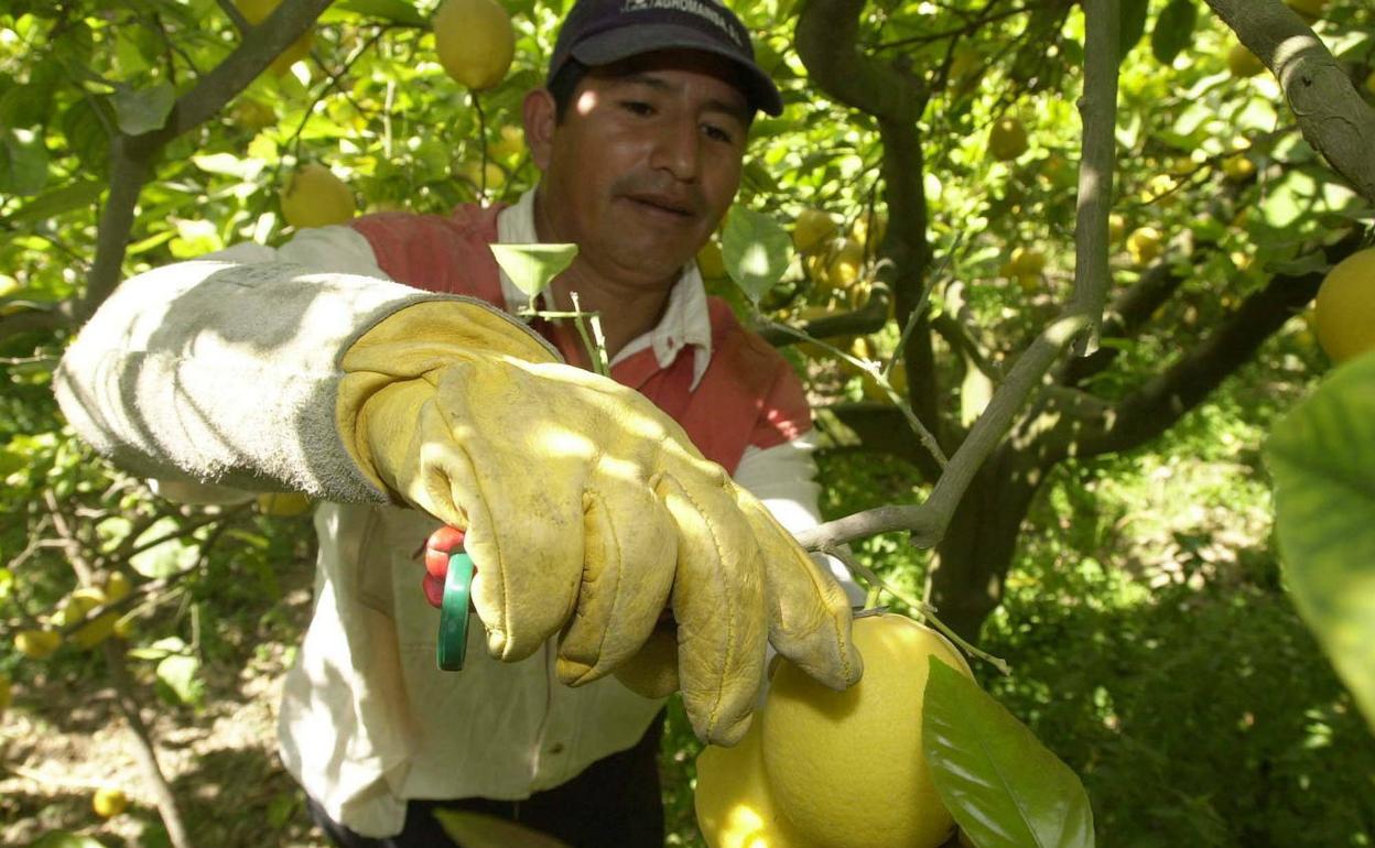 Un trabajador recoge limones de una finca. 