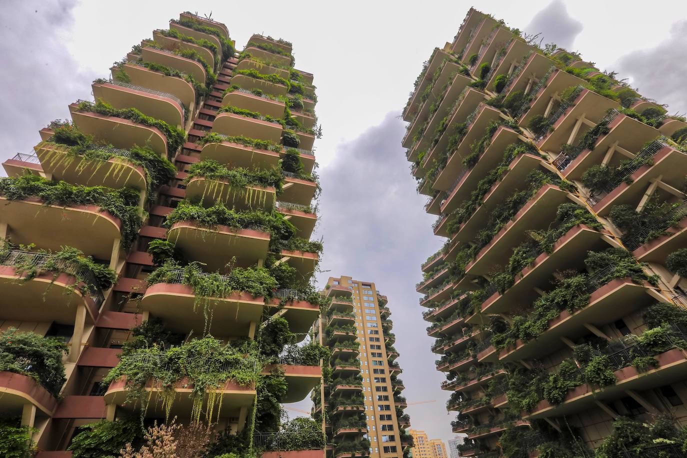 Los edificios «vegetalizados» de una residencia del suroeste de China, con plantas exuberantes en los balcones de los apartamentos, están siendo invadidos por su propia vegetación hasta el punto de que sus residentes los están abandonandos. 