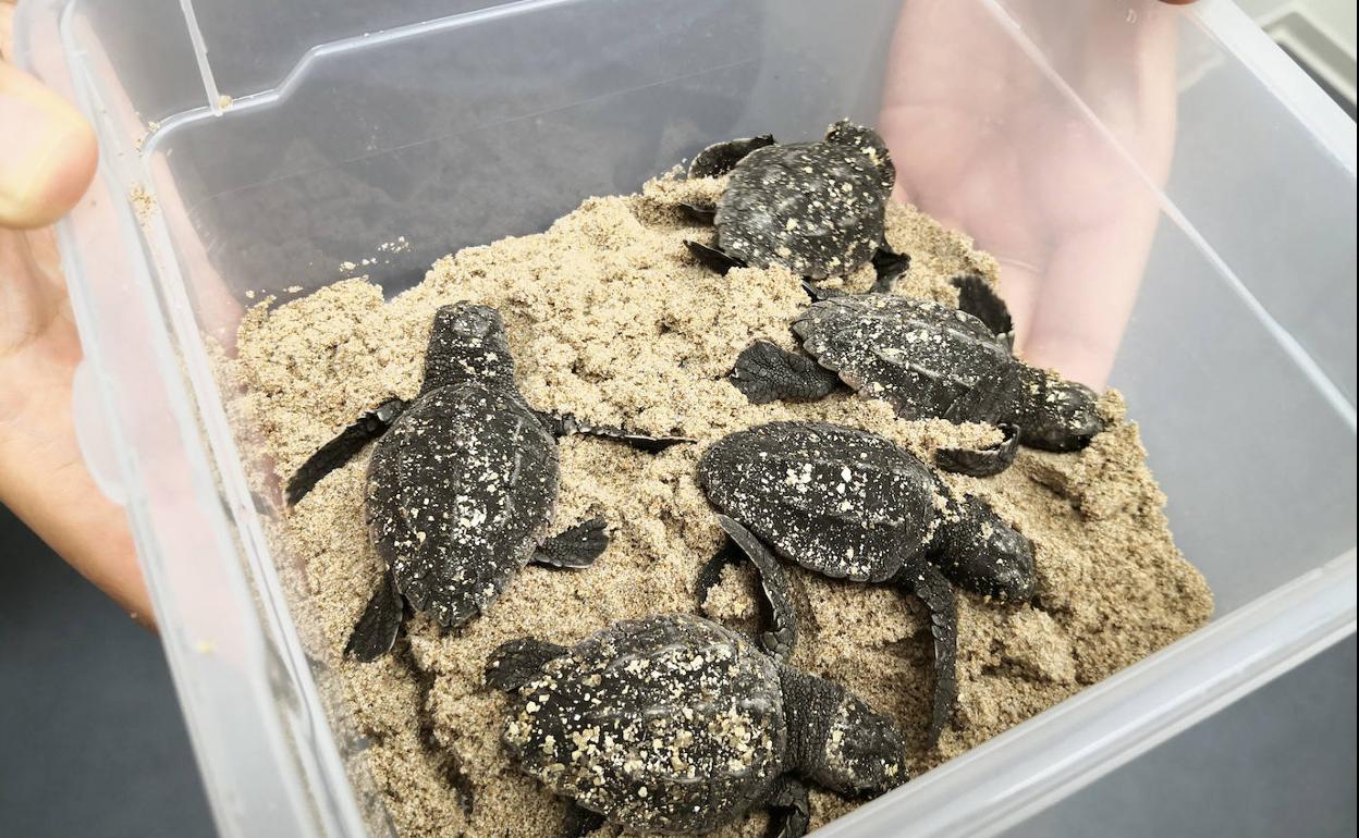 Nacen en el Oceanogràfic las primeras tortugas del nido de Cullera