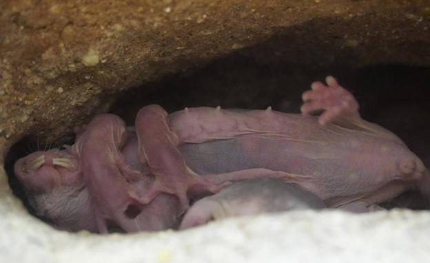Imagen principal - Nace en el Bioparc una camada de ratas topo, un mamífero «extraterrestre»