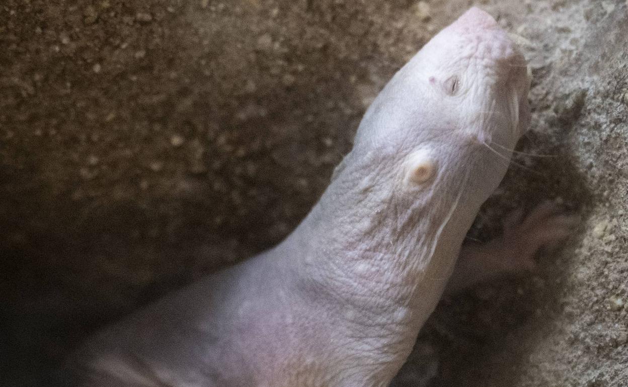 Nace en el Bioparc una camada de ratas topo, un mamífero «extraterrestre»