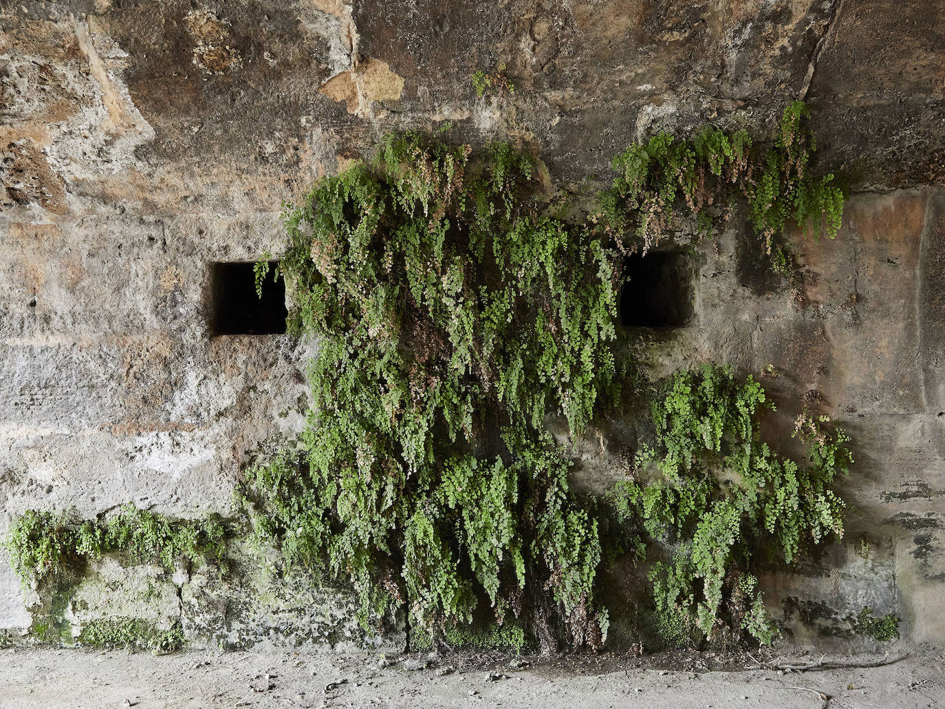 Jardín del Turia. Círculo de la Defensa del Patrimonio y vecinos del Tramo IX exigen un mantenimiento para evitar que los matorrales dañen los pretiles y pasarelas históricas 