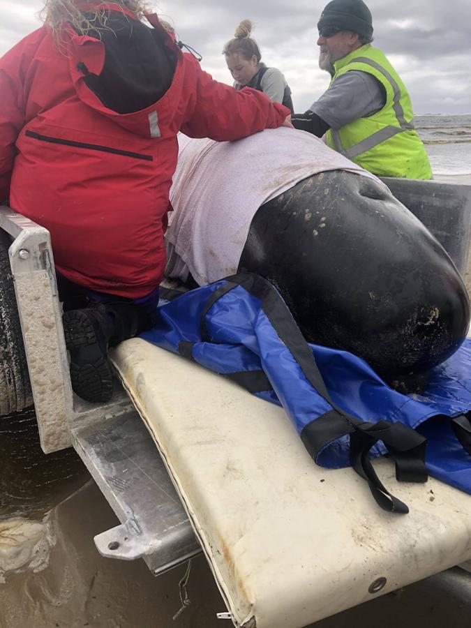 Casi 400 ejemplares de ballenas piloto fallecen en las playas australianas y los científicos tratan de encontrar una explicación a un problema que se repite. Este tipo de acontecimientos tienen lugar en el archipiélago desde el siglo XIX y las causas nunca se han esclarecido