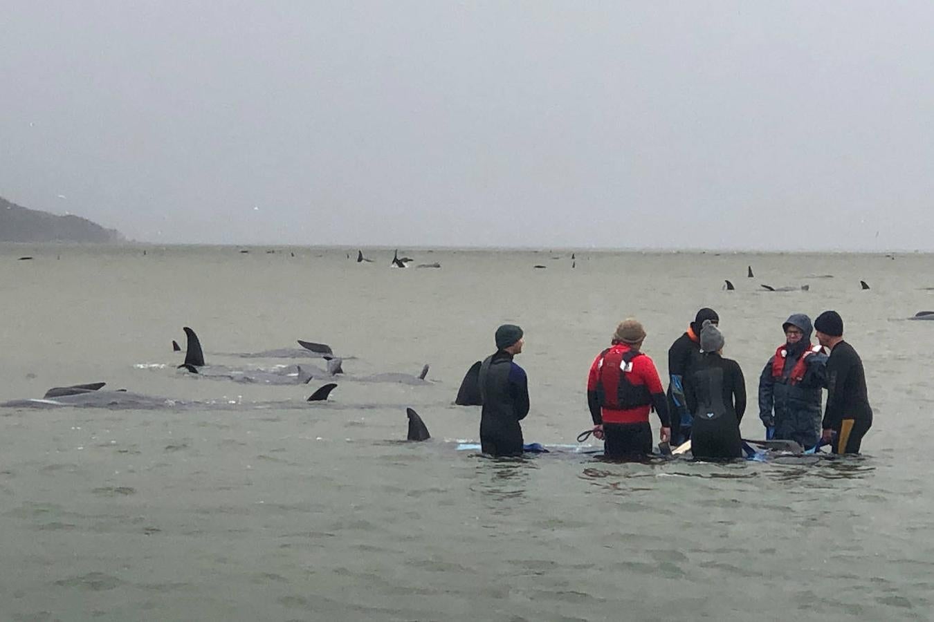 Casi 400 ejemplares de ballenas piloto fallecen en las playas australianas y los científicos tratan de encontrar una explicación a un problema que se repite. Este tipo de acontecimientos tienen lugar en el archipiélago desde el siglo XIX y las causas nunca se han esclarecido