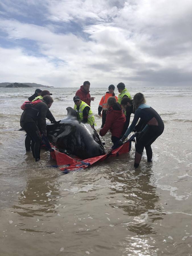 Casi 400 ejemplares de ballenas piloto fallecen en las playas australianas y los científicos tratan de encontrar una explicación a un problema que se repite. Este tipo de acontecimientos tienen lugar en el archipiélago desde el siglo XIX y las causas nunca se han esclarecido