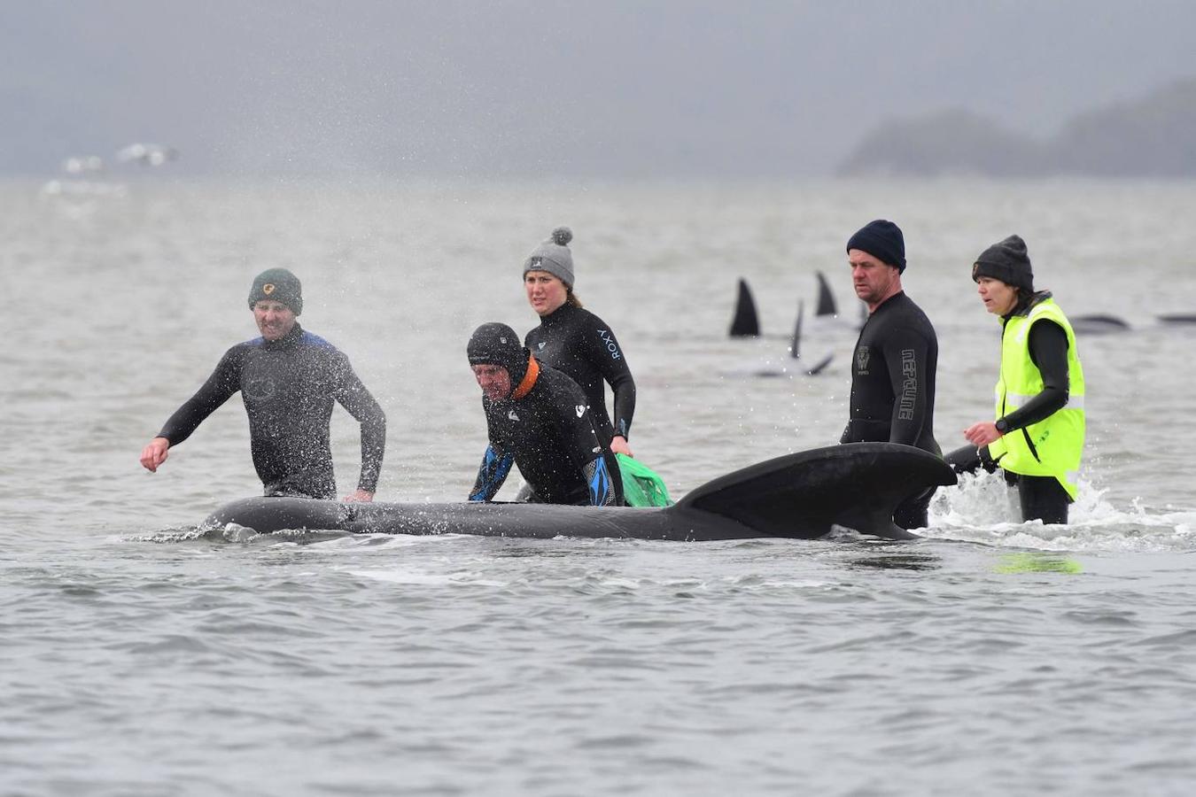 Casi 400 ejemplares de ballenas piloto fallecen en las playas australianas y los científicos tratan de encontrar una explicación a un problema que se repite. Este tipo de acontecimientos tienen lugar en el archipiélago desde el siglo XIX y las causas nunca se han esclarecido