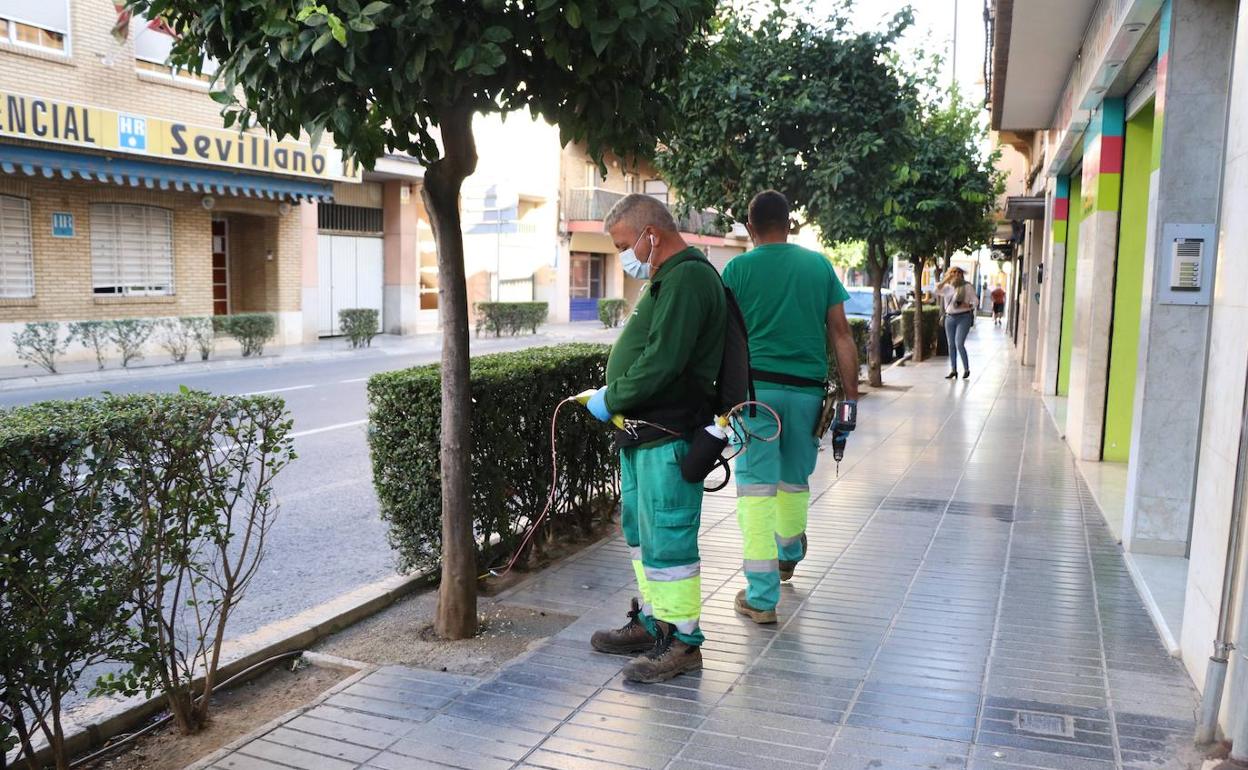 Los trabajadores aplican el tratamiento en uno de los naranjos. 