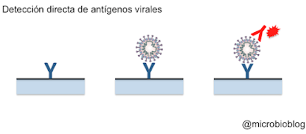 El test de antígenos funciona como un 'sándwich'