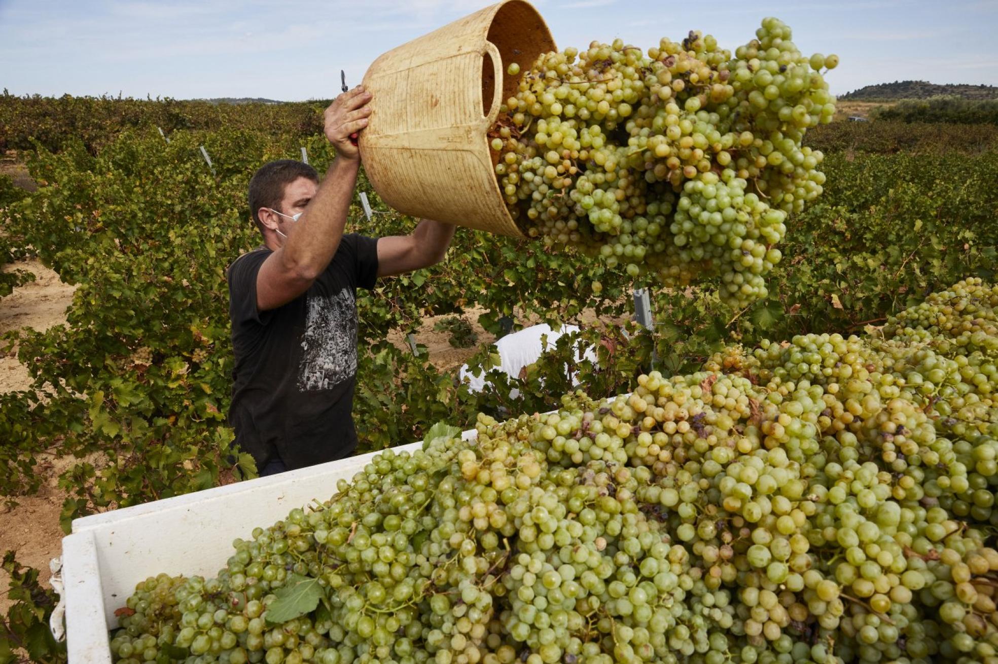 t Miles de kilos. Más de 2.400 kilos de uva moscatel lleva el remolque que está llenando un trabajador. iván arlandis