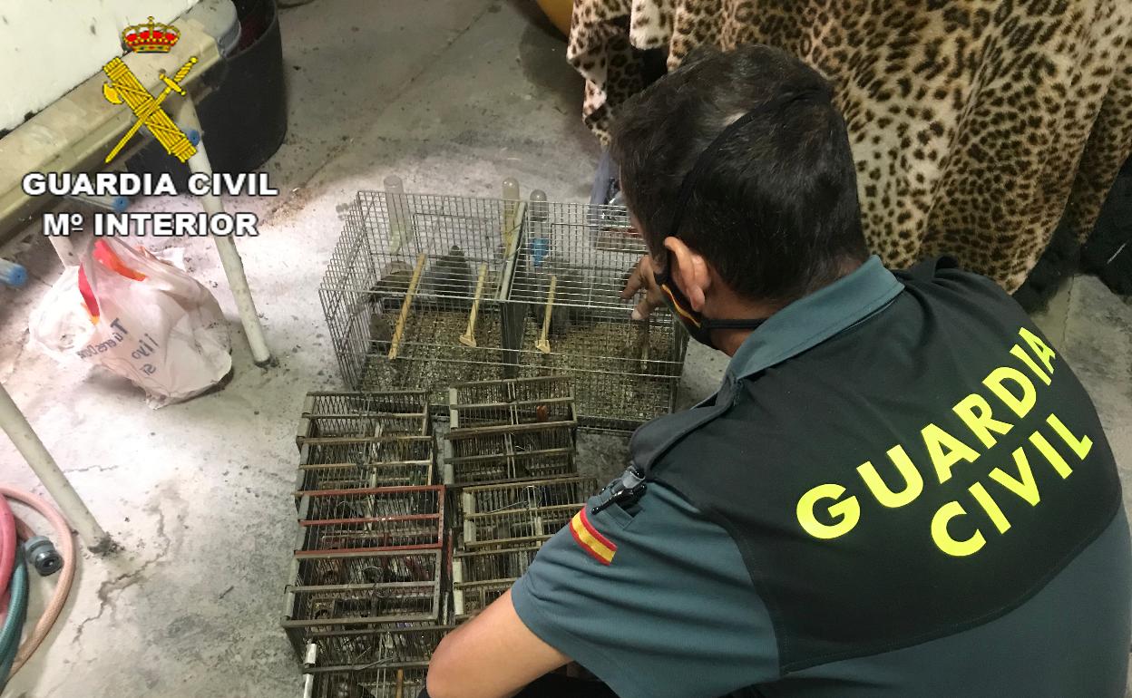 Jaulas en las que fueron halladas las aves en un almacén de Ontinyent. 